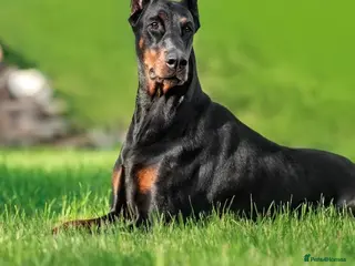 Dobermann dogs Dobermann in Manchester - Advert 1