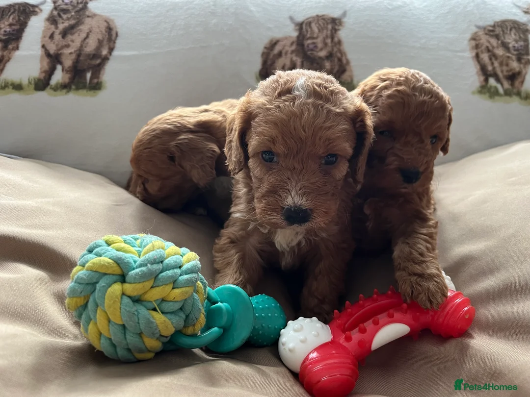 Cockapoo dogs for sale:  Stunning F1 DNA clear cockapoo puppies  - Advert 15