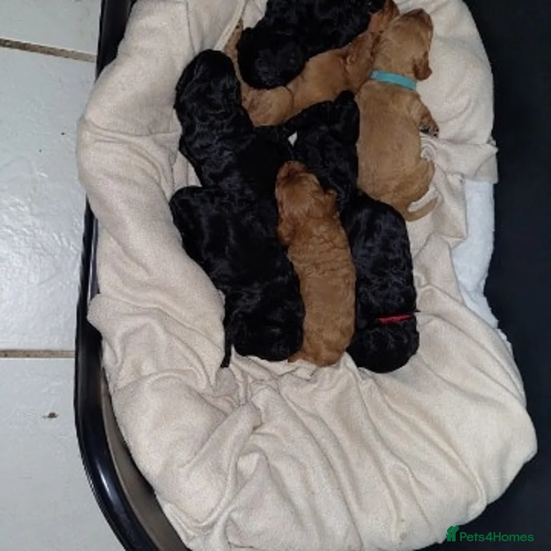 Poodle dogs for stud: Red K.C Reg Miniature Poodle 4 Stud HEALTH TESTED in Chesterfield - Advert 7