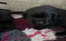 Labrador Retriever dogs for sale: Stunning litter of chunky black Labradors - Advert 13