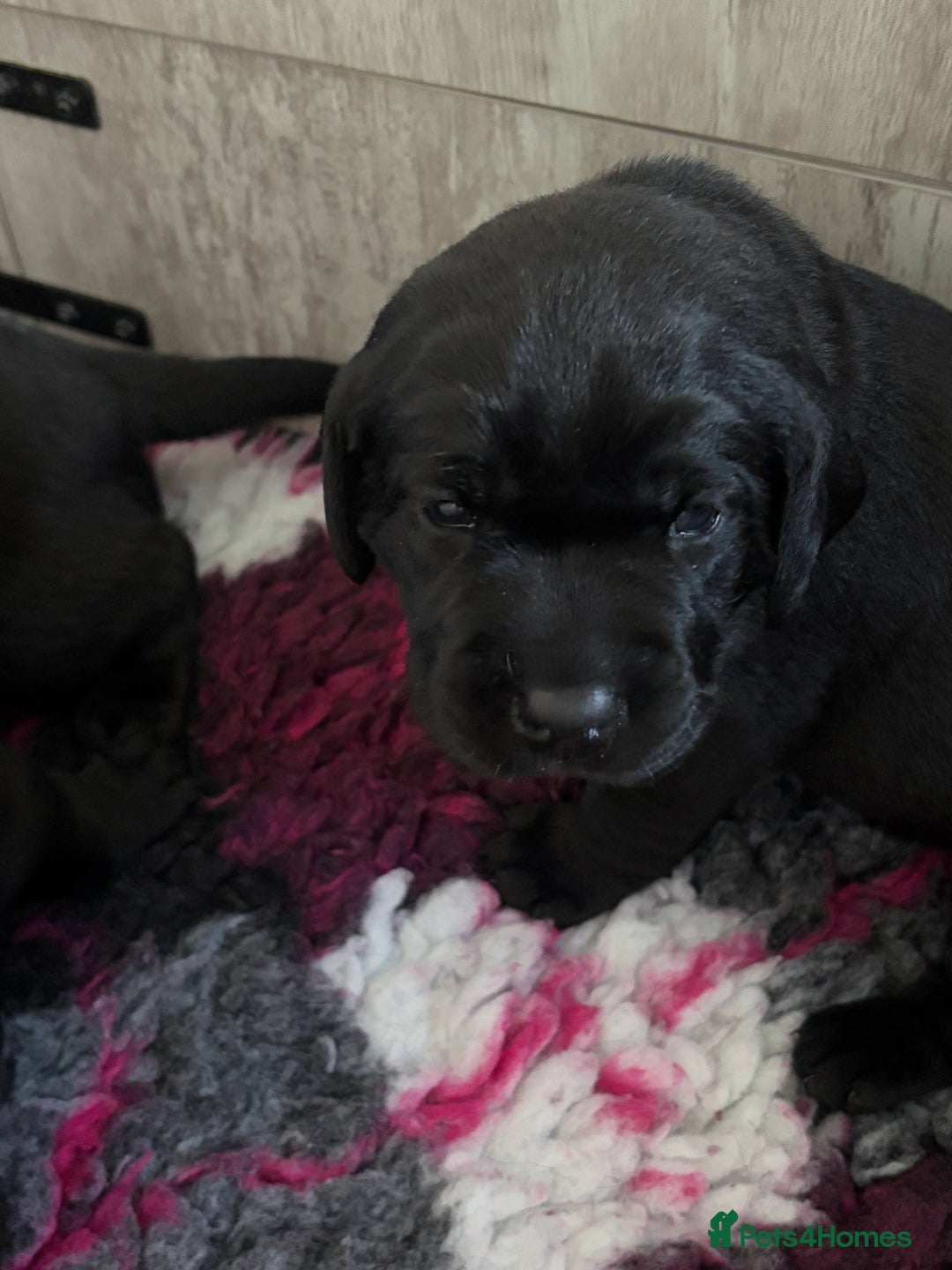 Labrador Retriever dogs for sale: Stunning litter of chunky black Labradors - Advert 13