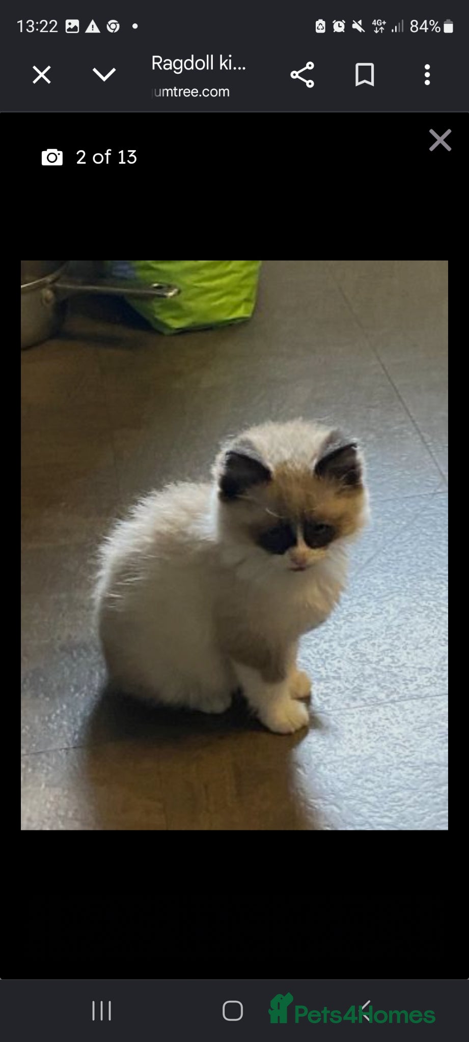 Ragdoll cats for sale: RAGDOLL - Advert 3