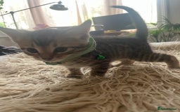 Mixed Breed cats for sale: 7 Half Snow Bengal kittens - Image 20
