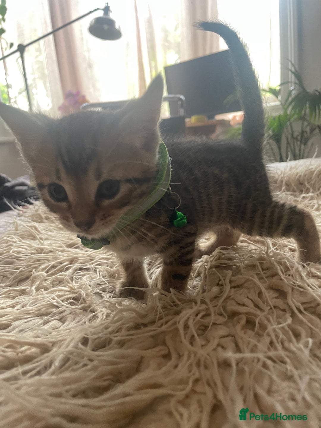 Mixed Breed cats for sale: 7 Half Snow Bengal kittens - Image 20
