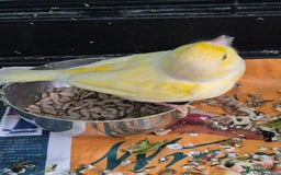Canaries birds for sale: Pair of canaries male and female  - Image 4