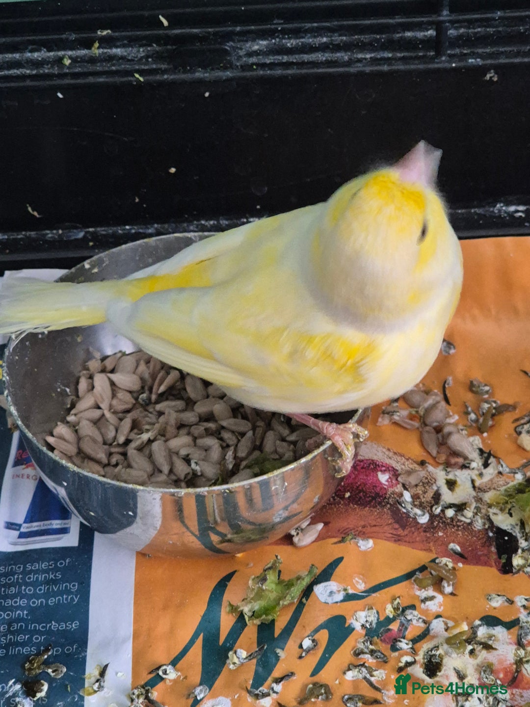 Canaries birds for sale: Pair of canaries male and female  - Image 4