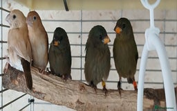 Finches birds for sale:  Finches=Red throated parrotfinchs  - Image 5