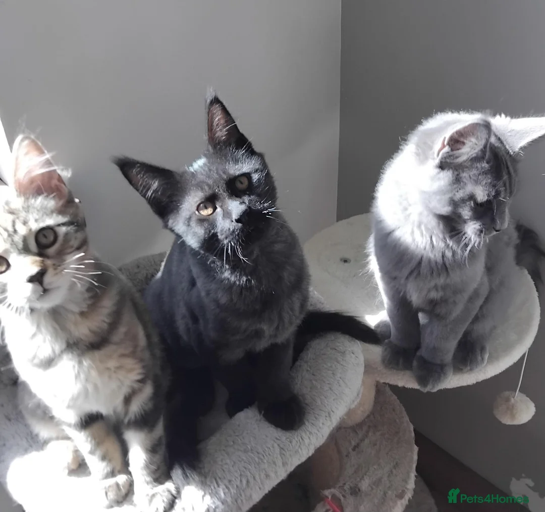 Maine Coon cats for sale: Maine coon kitten black smoke, grey-blue, tortoise - Advert 2