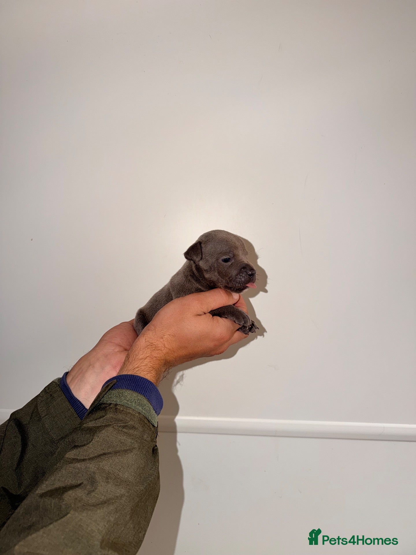 Staffordshire Bull Terrier dogs Traditional Blue Staffy 30+Champion Puppies  - Advert 1