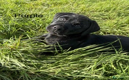 Mixed Breed dogs for sale: Rottweiler/vizsla - Image 26