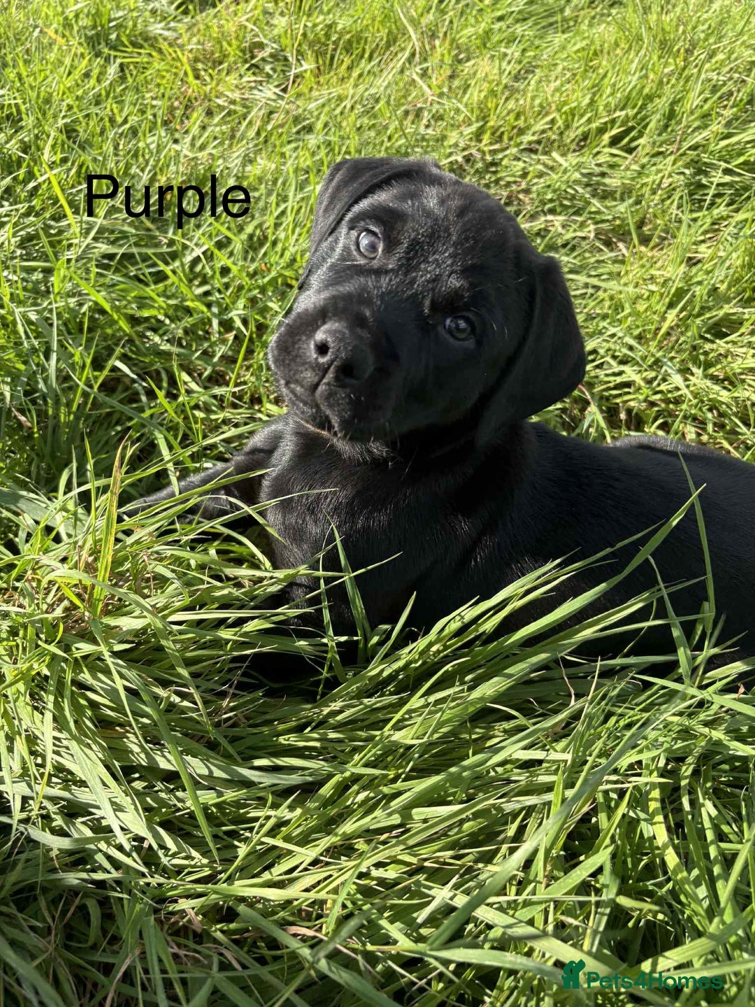Mixed Breed dogs for sale: Rottweiler/vizsla - Image 26
