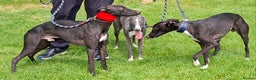 Whippet dogs for stud: Eidynrock Sangoma with Silkspun ,Sportingbred.X in Glasgow - Advert 9