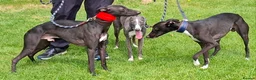 Whippet dogs for stud: Eidynrock Sangoma with Silkspun ,Sportingbred.X in Glasgow - Advert 9