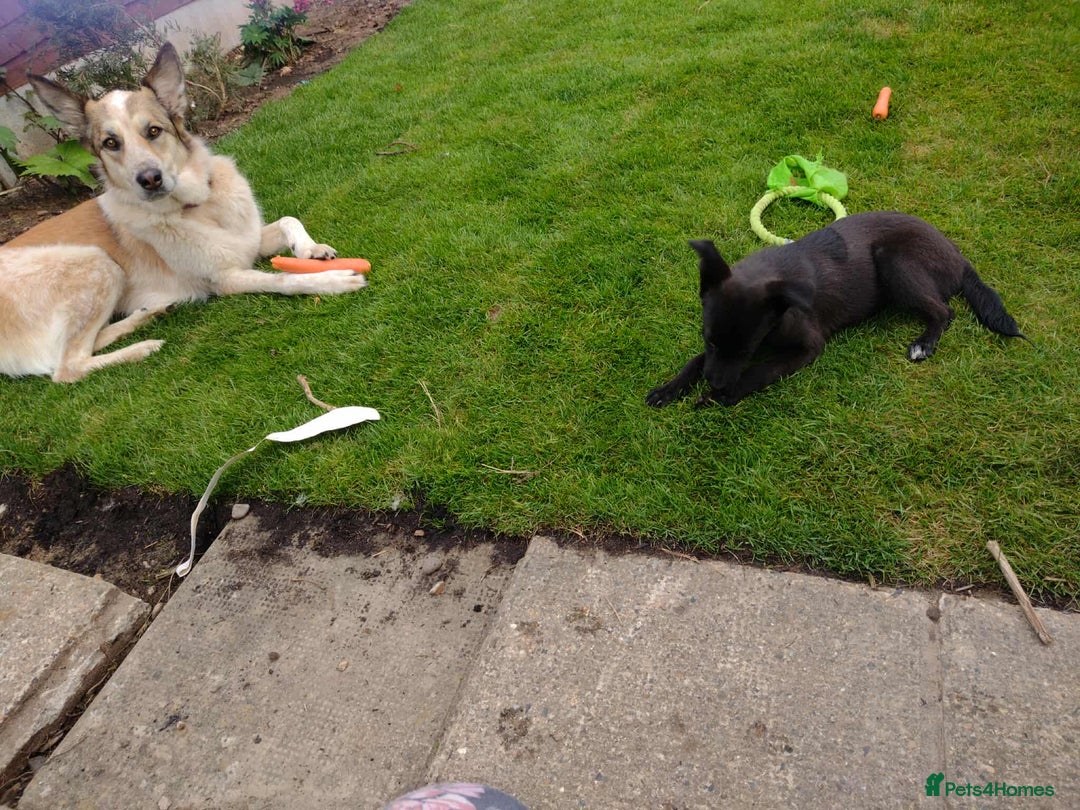 Mixed Breed dogs for adoption: 🥮Muffin🥮 for adoption, fostered in BEDS - Image 4