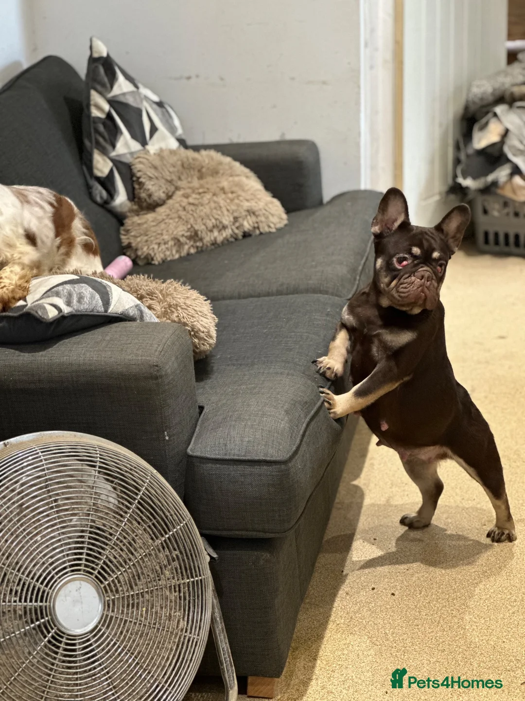 French Bulldog dogs for sale: Visual fluffy French bulldogs  - Advert 5