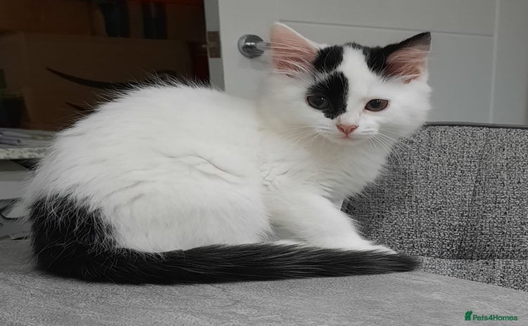 Mixed Breed cats - Advert 16