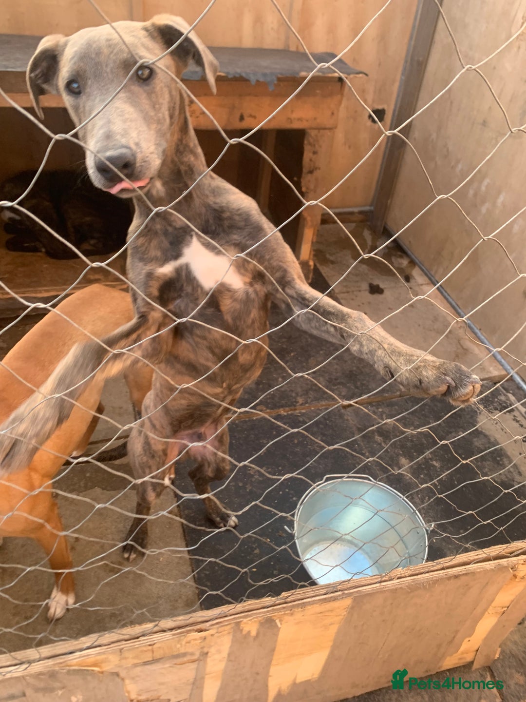 Lurcher dogs for sale: Collie Whippet grey x bull greyhound  - Image 8
