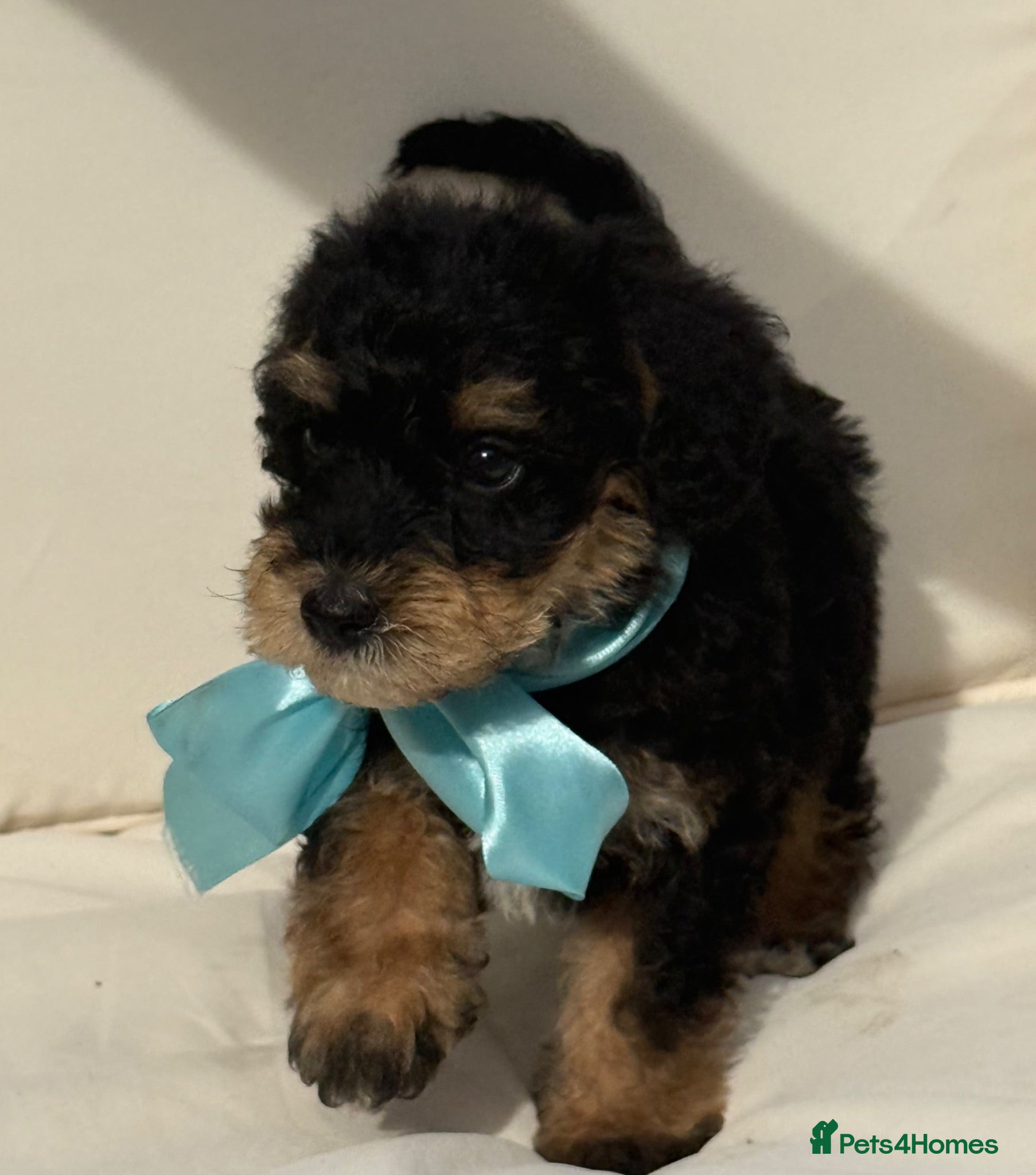 Schnoodle dogs Stunning boys 🐶🥰😍 - Advert 4