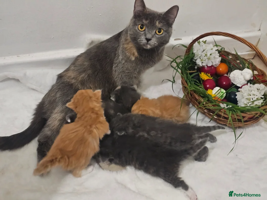 British Shorthair cats for sale: British shorthair  - Advert 1