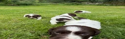 English Springer Spaniel dogs for sale: English Springer Spaniel  in Dunkeld - Advert 6