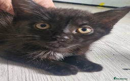 Mixed Breed cats for sale: 🐾✨️Fluffy Tabby and Littermates - Image 6