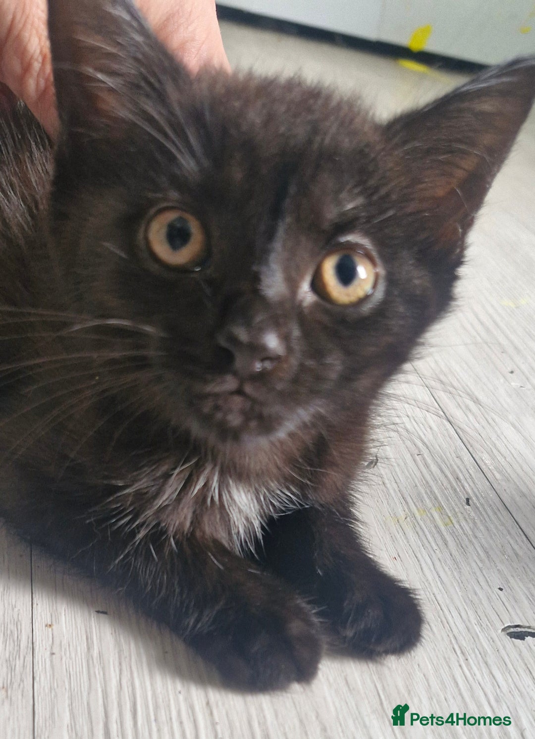 Mixed Breed cats for sale: 🐾✨️Fluffy Tabby and Littermates - Image 6