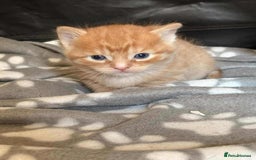 Mixed Breed cats for sale: kittens for sale  - Image 6