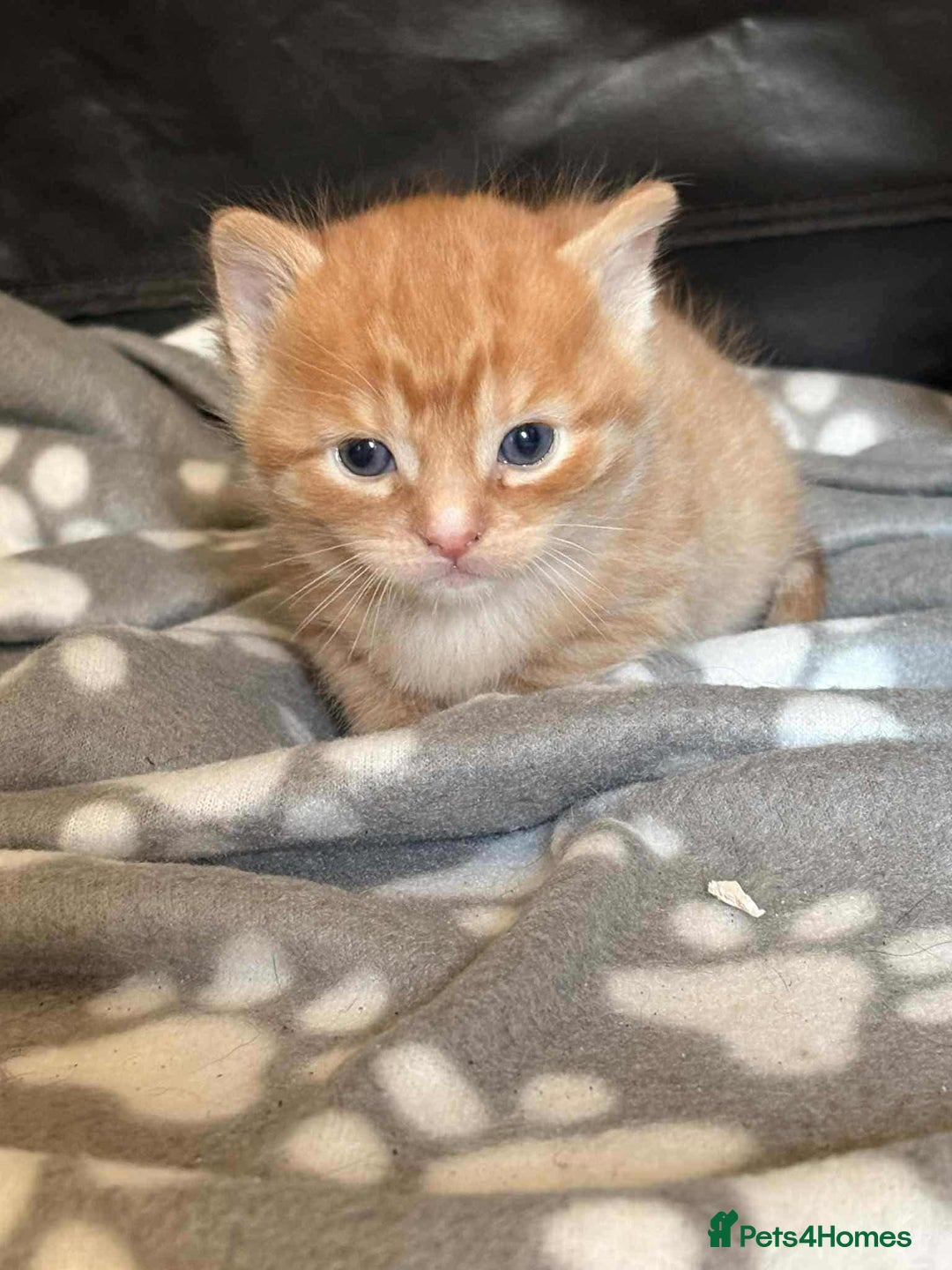 Mixed Breed cats for sale: kittens for sale  - Image 6