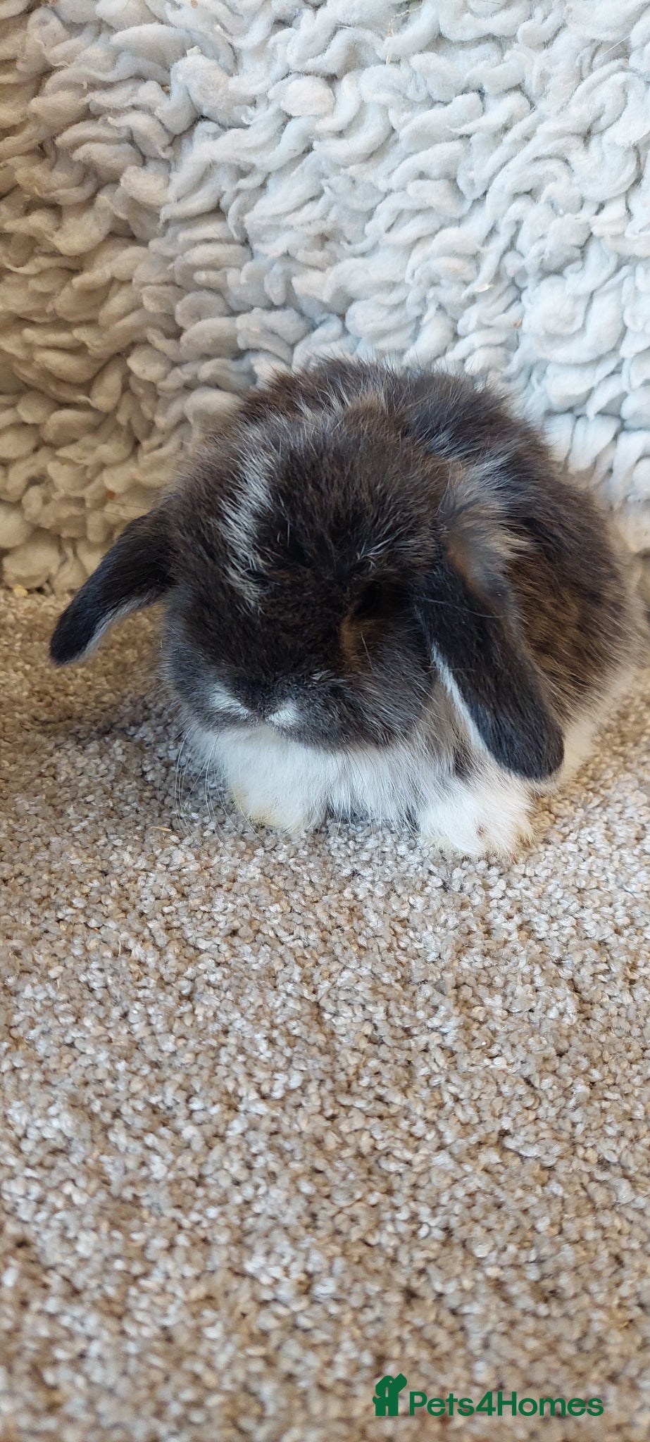 Mini Lop rabbits Minilop babys ready to reserve  - Advert 1