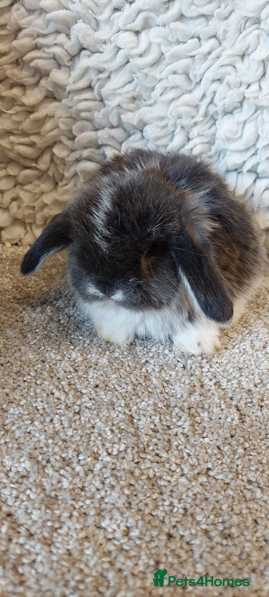 Mini Lop rabbits for sale: Minilop babys ready to reserve  - Advert 1