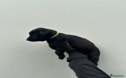 Belgian Shepherd Dog dogs for sale: Belgian Malinois Puppies For Sale  - Image 18