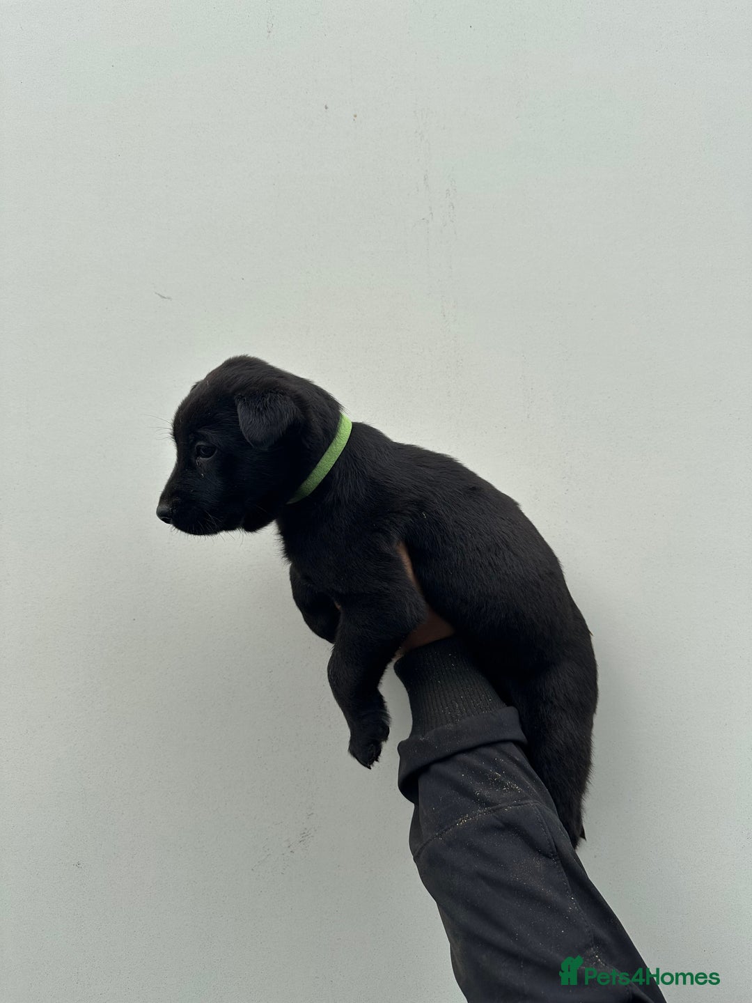 Belgian Shepherd Dog dogs for sale: Belgian Malinois Puppies For Sale  - Image 18