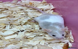 Mouse rodents for sale: Female baby mice ready now  - Image 21