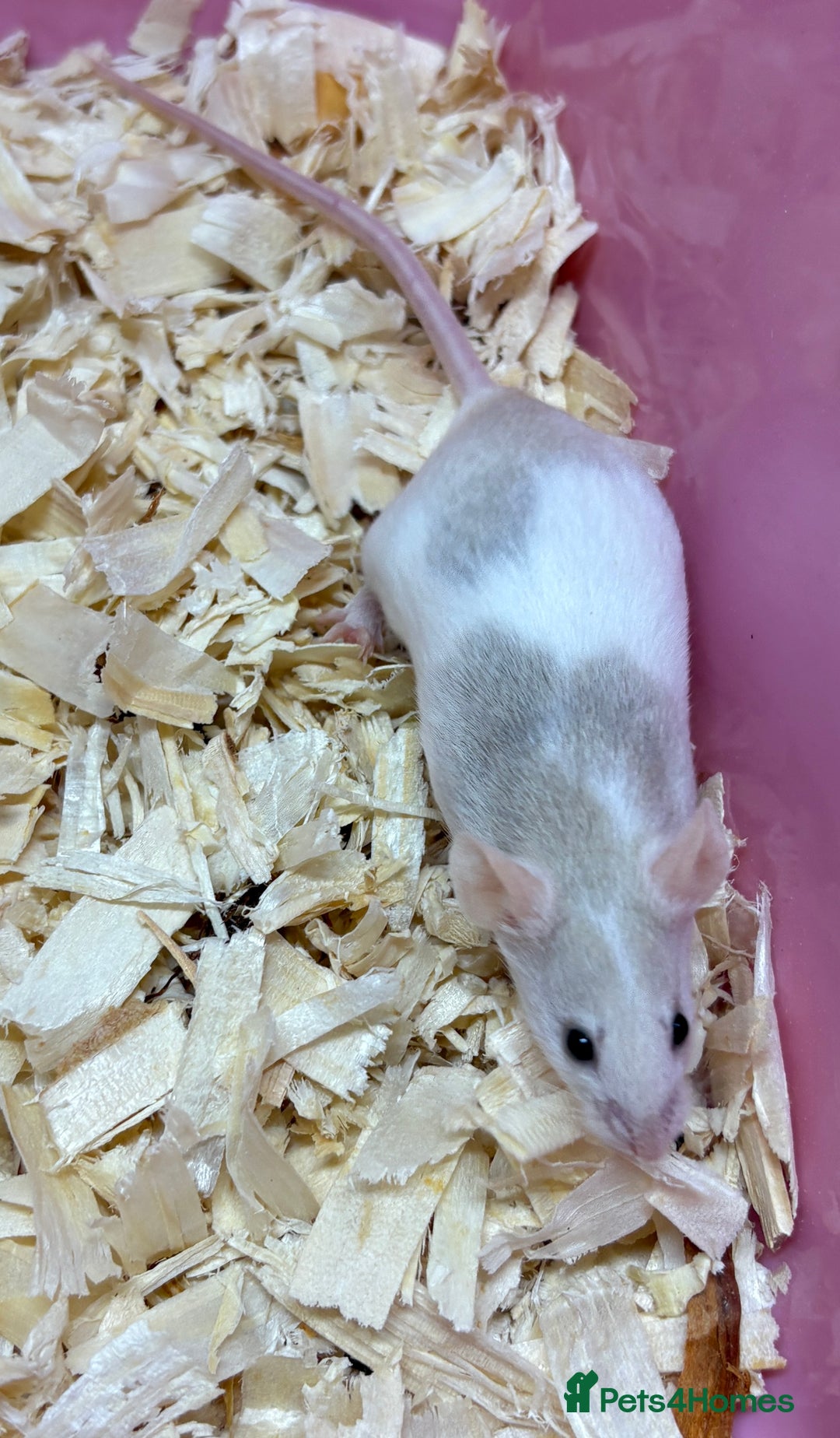 Mouse rodents for sale: Female baby mice ready now  - Image 21