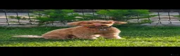 Mixed Breed dogs for sale: little poodle boy  - Advert 9