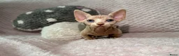 Sphynx cats for sale: Bambino Sphynx kittens  - Advert 12