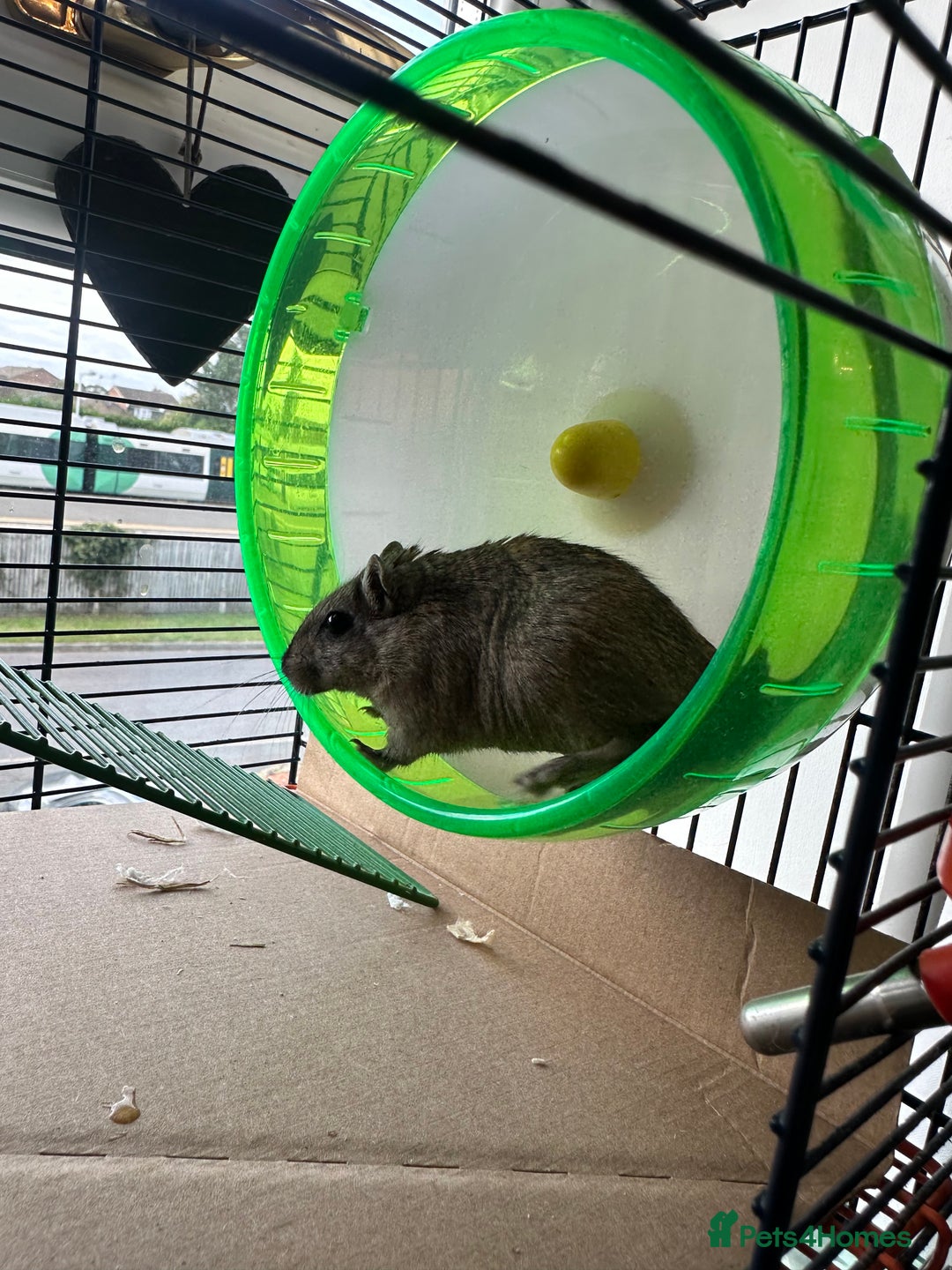 Gerbil rodents for sale: 2 Female Gerbils for rehoming.  - Image 2
