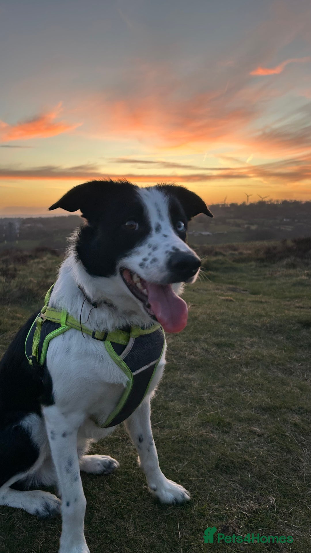 Border Collie dogs for sale: Cooper and Juno - Image 11