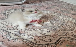 Ragdoll cats for sale: Blue eyes Blue-Bicolor kittens  - Image 17
