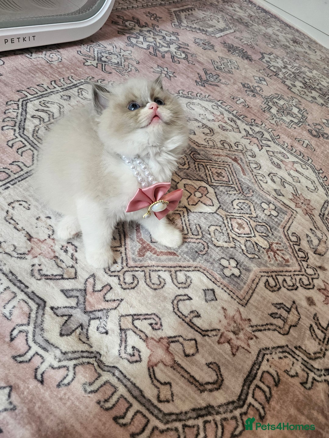 Ragdoll cats for sale: Blue eyes Blue-Bicolor kittens  - Image 17