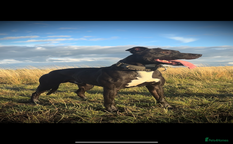 Lurcher dogs - Advert 1