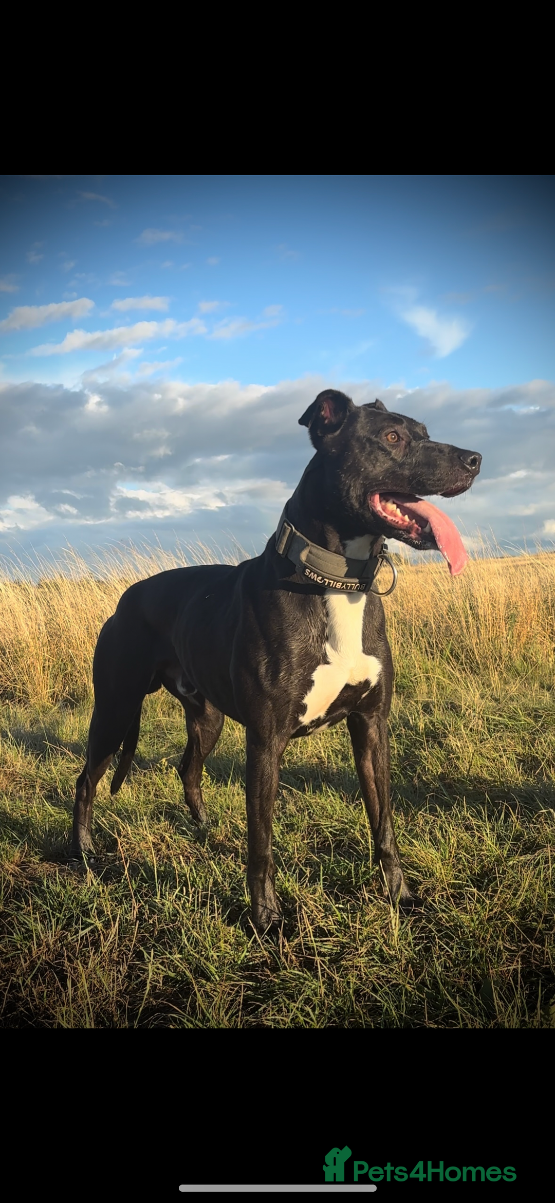 Lurcher dogs for sale: Bull x lurcher pups for sale - Image 1