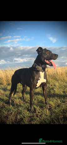 Lurcher dogs - Advert 2