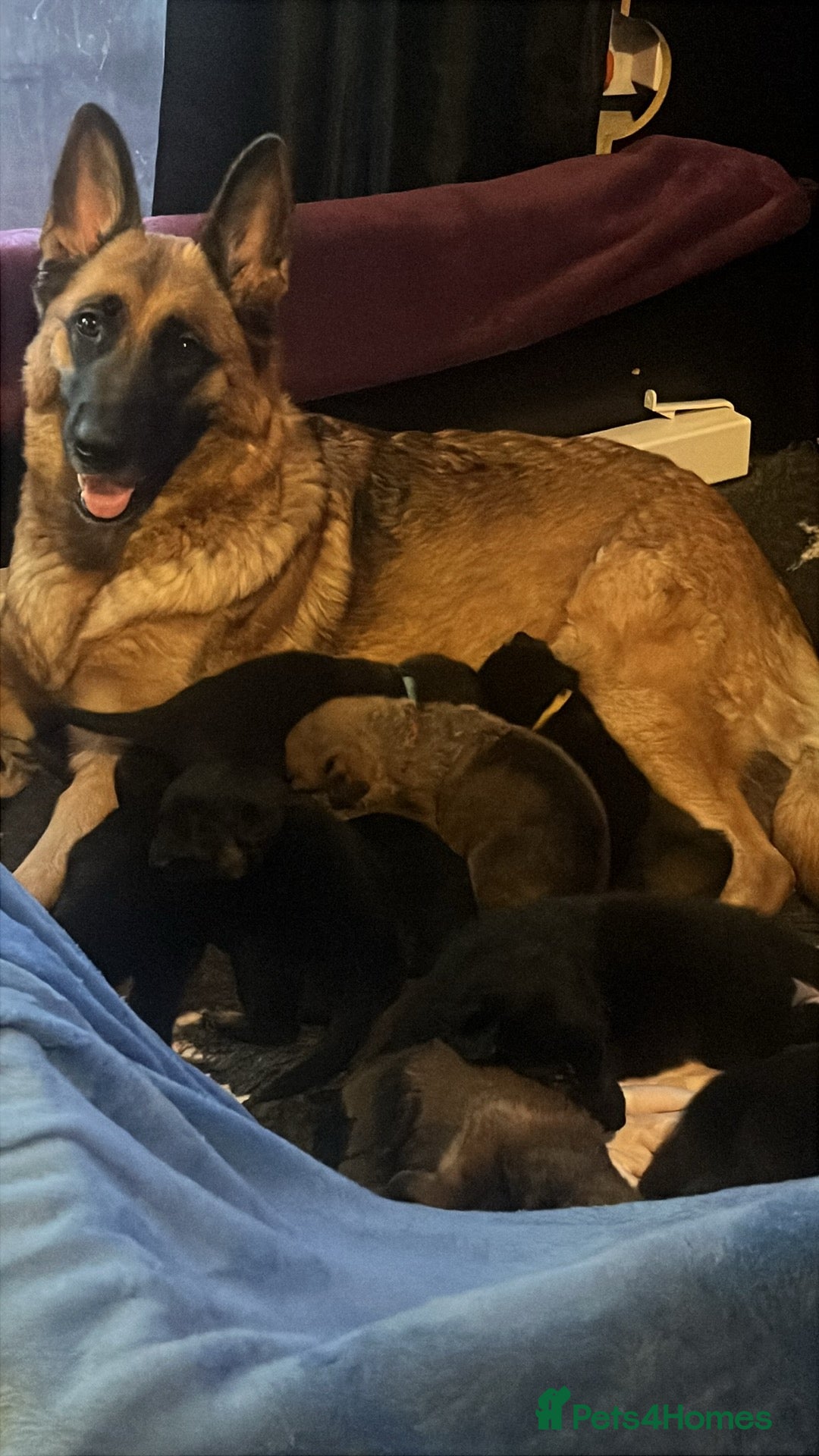 Mixed Breed dogs for sale: German shepherd pups - Advert 1