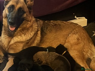 Mixed Breed dogs German shepherd pups - Advert 1