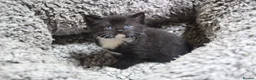 Mixed Breed cats for sale: Beautiful kittens, mixed Breed. - Advert 13