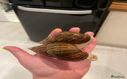 Snails invertebrates for sale: 11 Giant African Land Snails (Achantina Fulica) - Image 7