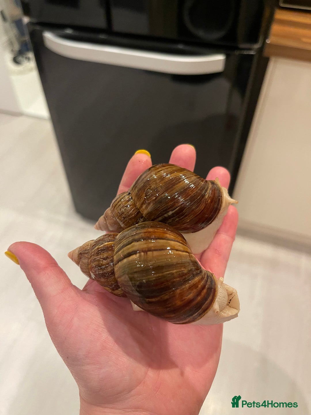 Snails invertebrates for sale: 11 Giant African Land Snails (Achantina Fulica) - Image 7