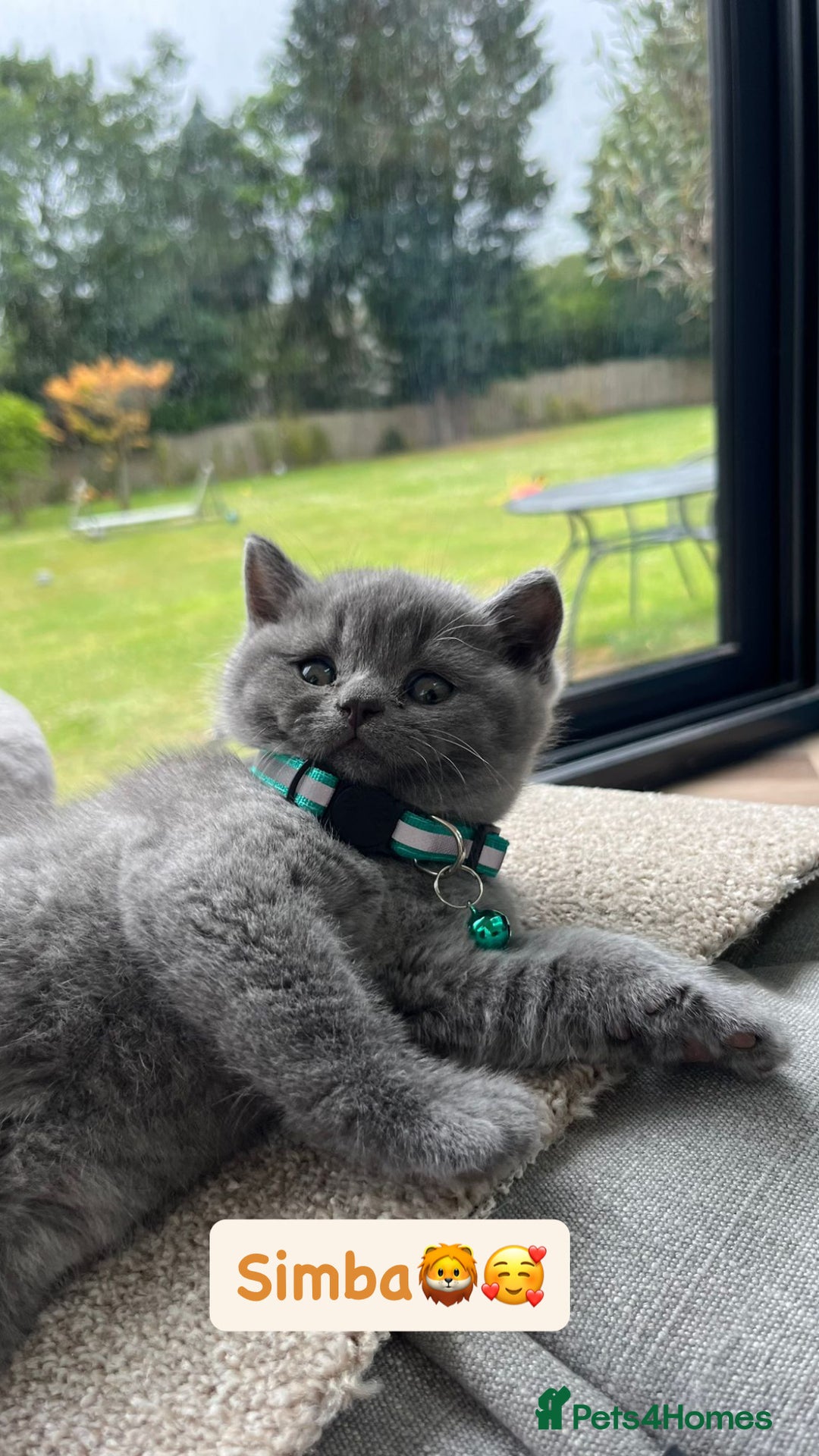 British Shorthair cats for sale: GCCF British Shorthair kittens  - Image 16