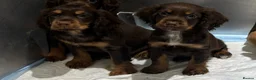 Cocker Spaniel dogs for sale: Kc registered working cocker spaniels  - Advert 4